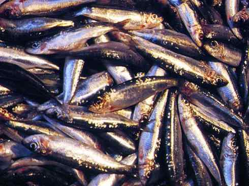 自然奇观：动物大迁徙(沙丁鱼)