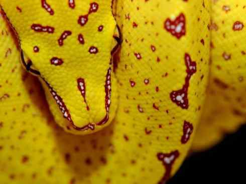 龙：传说的兽原型探秘（树蟒类）