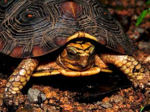 玄武:传说的兽原型探秘(潮龟) 玄武:传说的兽原型探秘(潮龟)