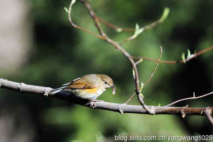 早餐中的雌性红胁蓝尾鸲