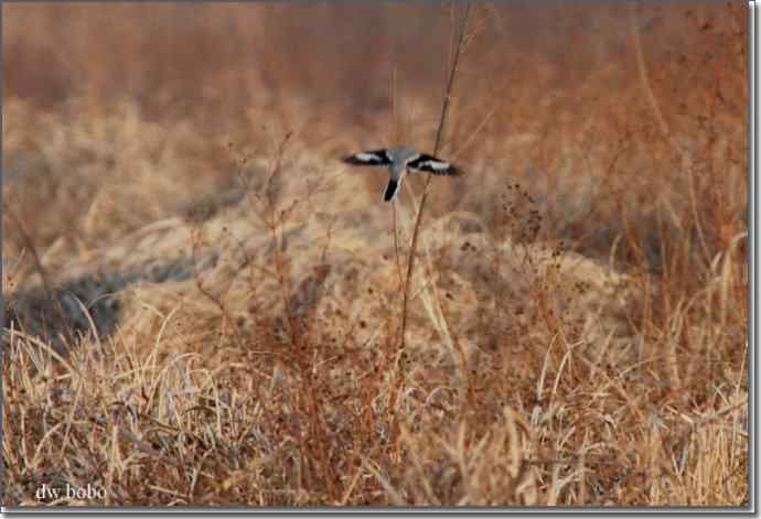 野鸭湖猛禽-红隼、短耳鸮、毛脚鵟