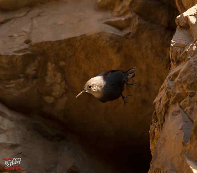 北京十渡 wbr路 wbr红翅旋壁雀 北京十渡 wbr路 wbr红翅旋壁雀