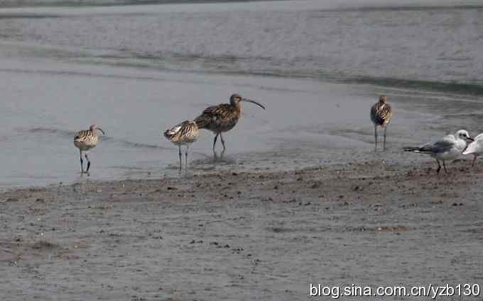打到一只杓鹬,高兴ing鈥︹Γㄗ橥迹 打到一只杓鹬,高兴ing鈥︹Γㄗ橥迹