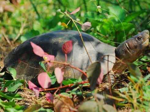 玄武:传说的兽原型探秘(潮龟) 玄武:传说的兽原型探秘(潮龟)