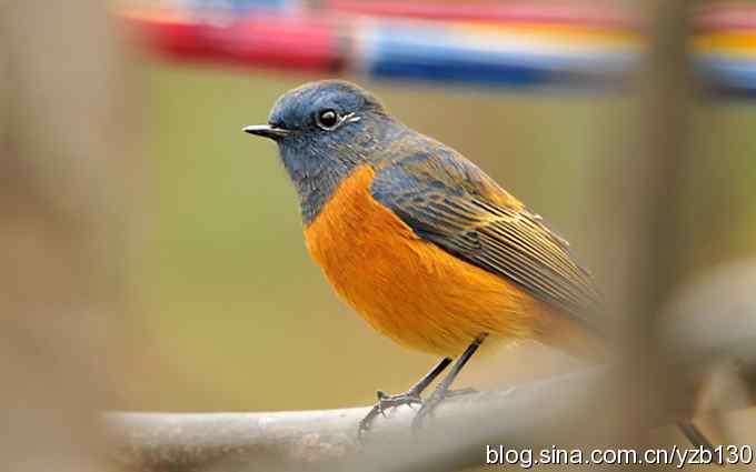 追踪了几个小时的密林精灵鈥斺斃抖詈煳拆叮ㄗ橥迹