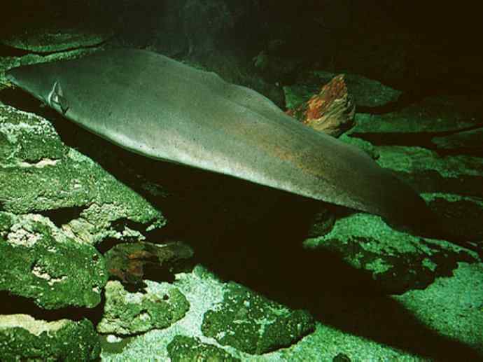 鱼类活化石：裸臀鱼