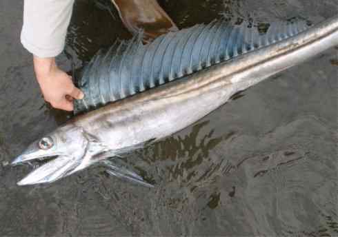 鱼类活化石：帆蜥鱼