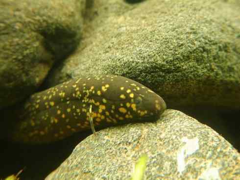 鱼类活化石：美洲肺鱼