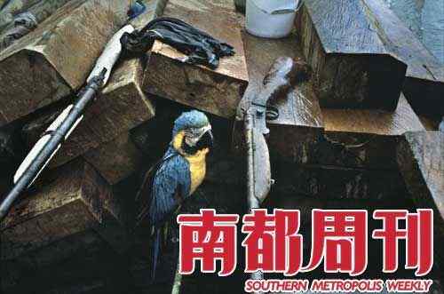 厄瓜多尔雨林：鹦鹉墓地