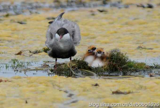 灰斑鸠踩蛋 wbr须浮鸥育雏