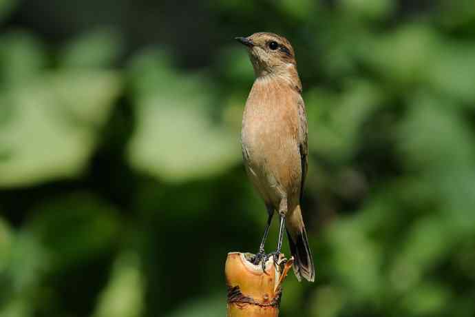 【综合】蓝歌邀宠 wbr五喉闹秋