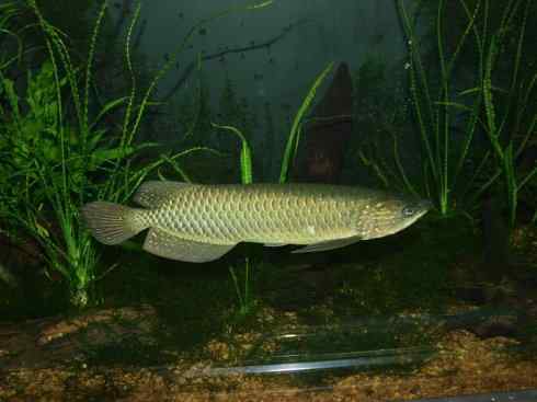 鱼类活化石：巨骨舌鱼