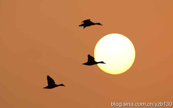 湿地的早晨（组图）