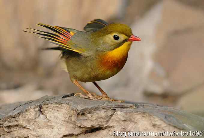 相思趣拍-贺三八国际妇女节