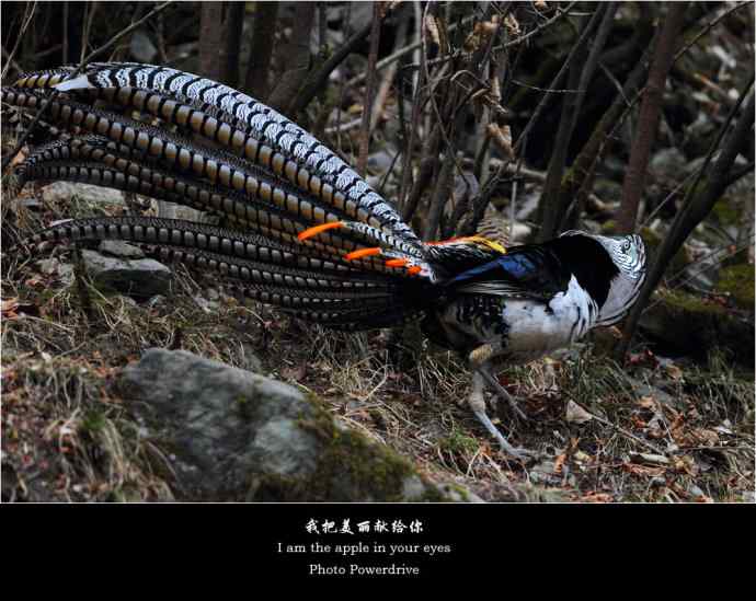 【我把美丽献给你】（I&nbsp;am&nbsp;the&nbsp;apple&nbsp;in&nbsp;your&nbsp;eyes）