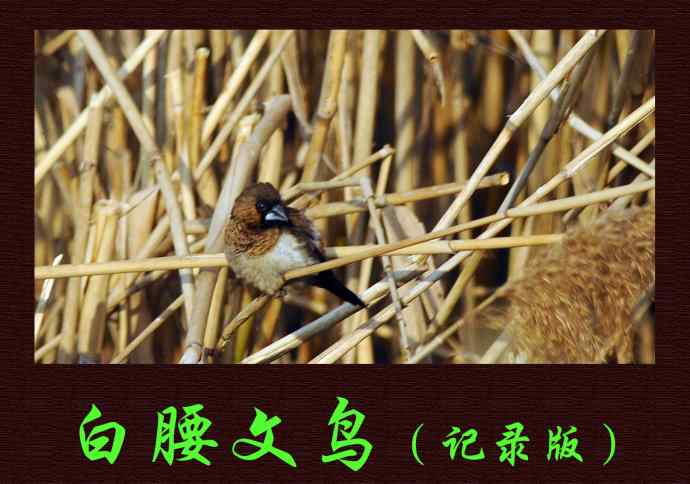 北京奥森公园的鸟类——白腰文鸟（记录版）