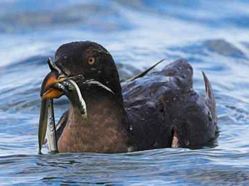 奇特的盔：角嘴海雀