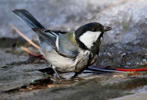 北京植物园赏鸟（二），大山雀（组图）