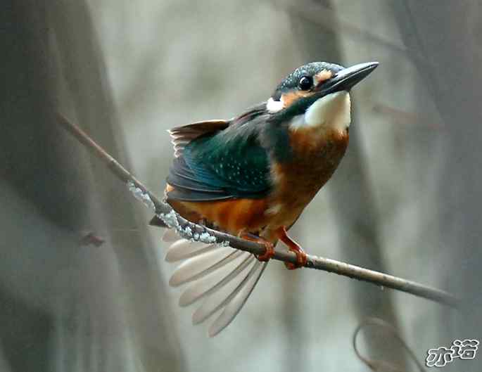 圆明园&nbsp;wbr路&nbsp;wbr小翠乖乖