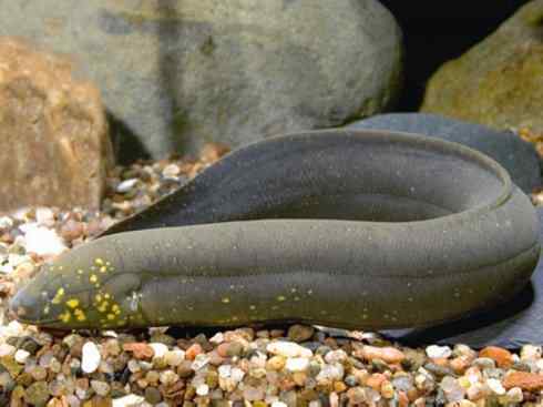 鱼类活化石：美洲肺鱼