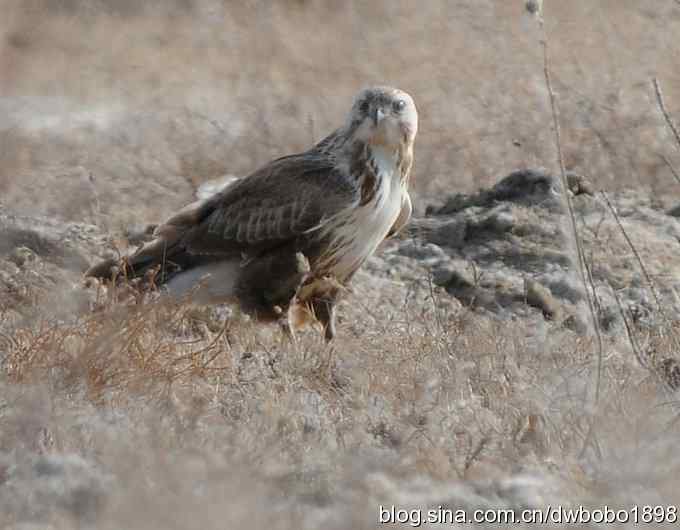 落地大鵟让偶急