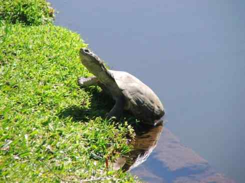 玄武：传说的兽原型探秘（侧颈龟类）