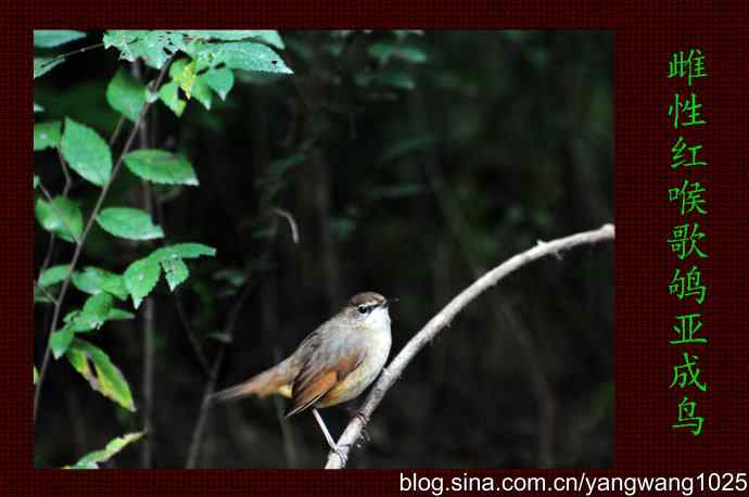 北京天坛公园的鸟类——雌性红喉歌鸲亚成鸟 1
