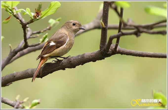 北红尾鸲MM【照片】