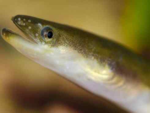 自然奇观:动物大迁徙(鳗鱼)