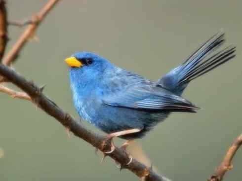 美丽无罪：雀鸟之彩鹀