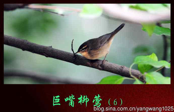 北京天坛公园的鸟类——巨嘴柳莺（6）