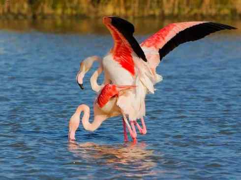 极品红色鸟类:火烈鸟 极品红色鸟类:火烈鸟