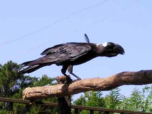 奇特的盔：厚嘴渡鸦