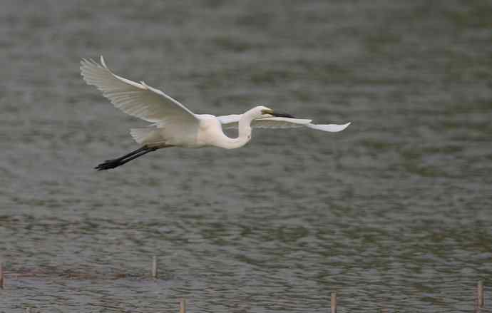 野生白鹭与都市的和谐相处