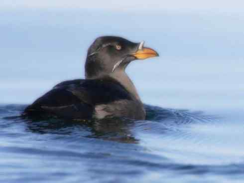 奇特的盔：角嘴海雀