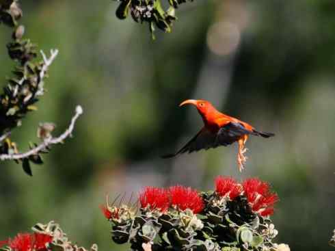 极品红色鸟类：镰嘴管舌鸟
