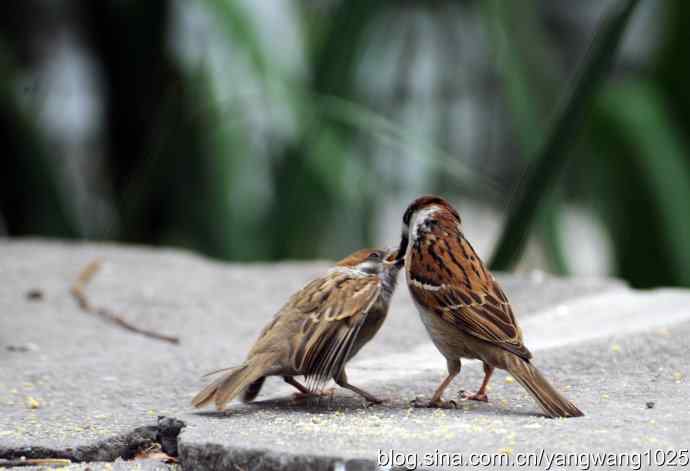 母爱（纪实篇）