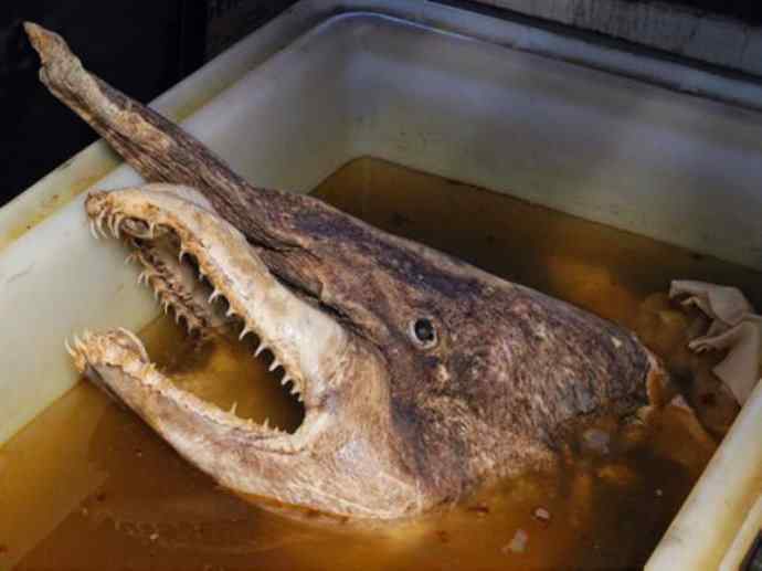 鱼类活化石：魔鬼鲨