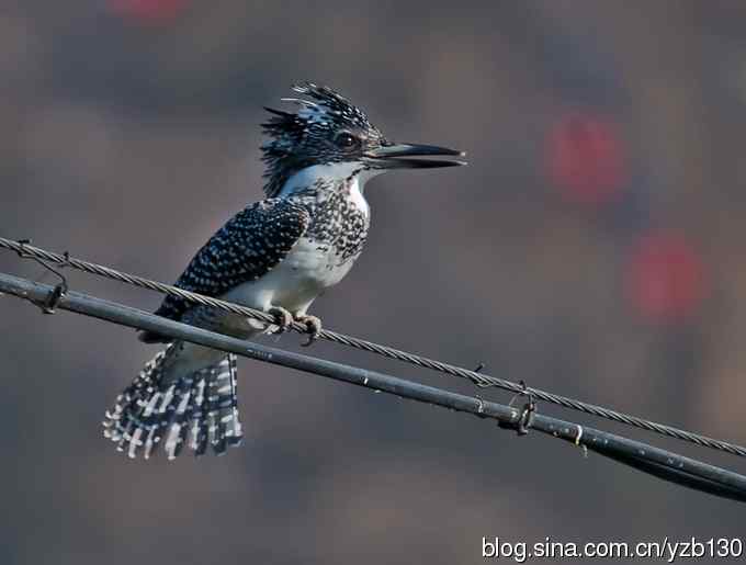 猎鱼高手，专业级。【组图，10张图片】