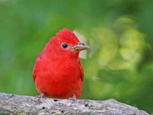 极品红色鸟类：玫红比蓝雀