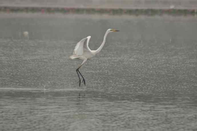 奥林匹克公园白鹭飞 wbr1