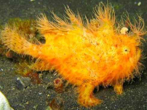 鱼类活化石：月眼鱼