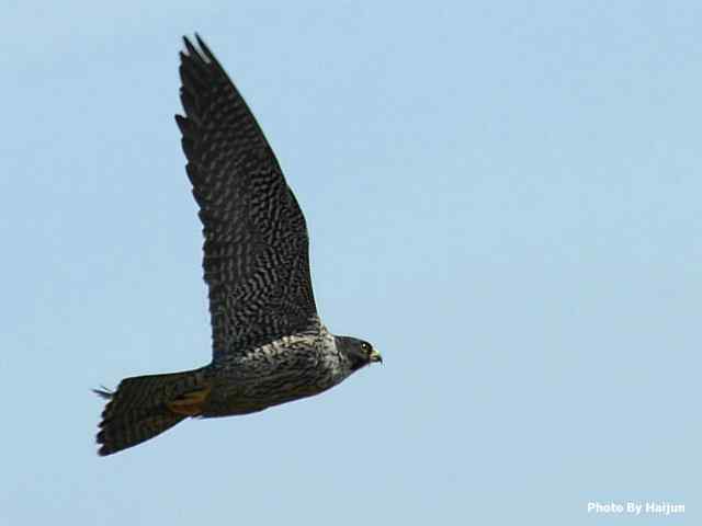 高速连拍游隼起飞瞬间