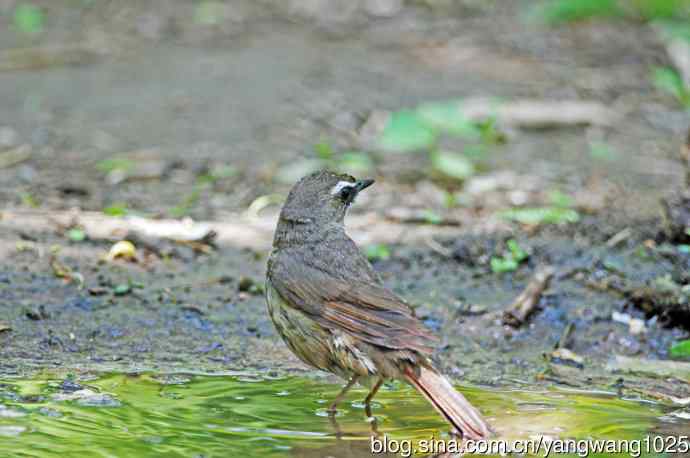 红喉歌鸲（10）