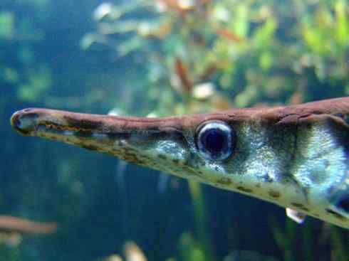 鱼类活化石:鳄雀鳝 鱼类活化石:鳄雀鳝
