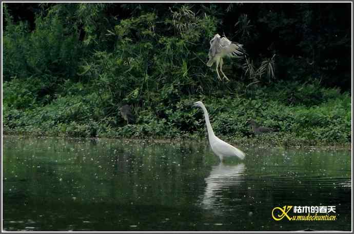 浣花来了大白鹭【照片】