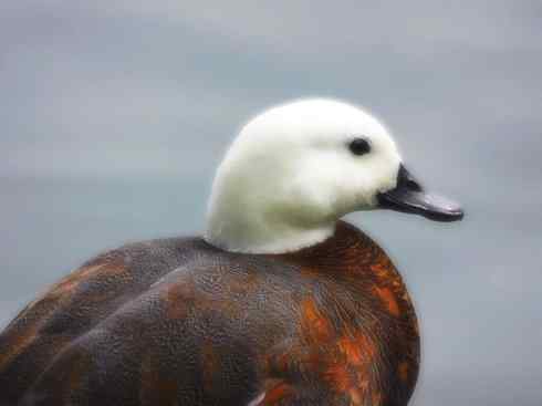 白头鸟系列：另类的美丽（黑胸麻鸭）