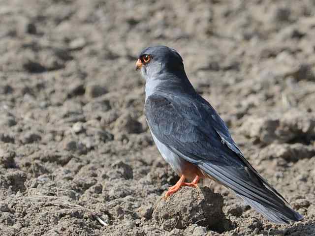 阿穆尔隼咏叹 阿穆尔隼咏叹