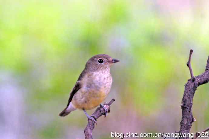 雌性白眉姬鹟（16）