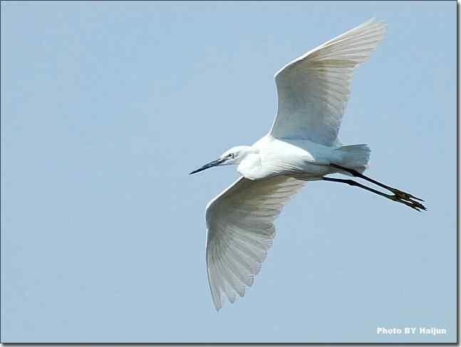 蓝天作秀的鹭鸶